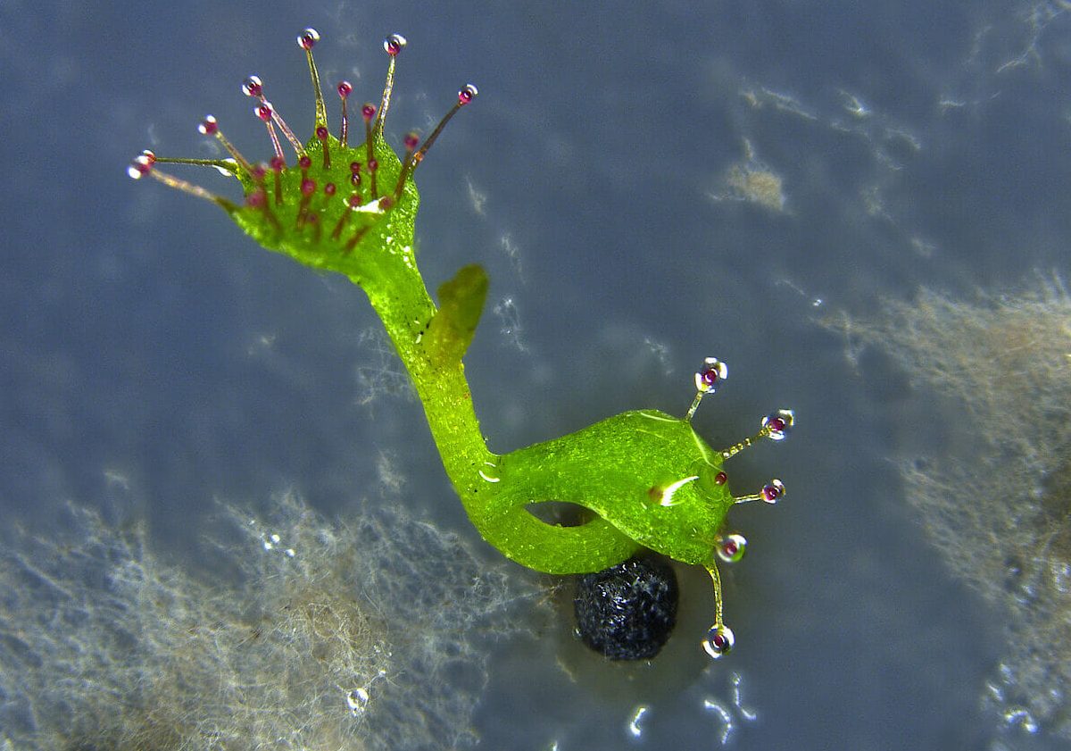 Drosera praefolia germinant