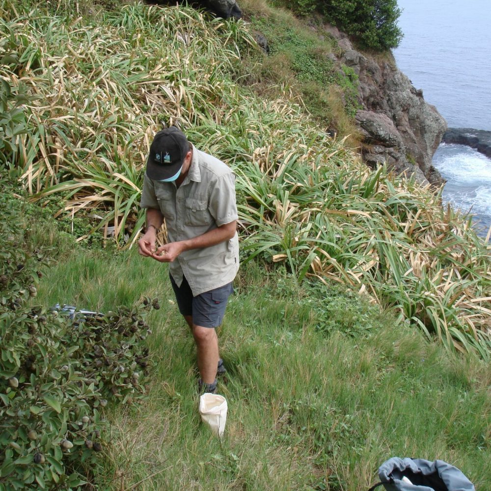 Collecting Coprosma baueri on Norfolk Island. Credit: Tom North