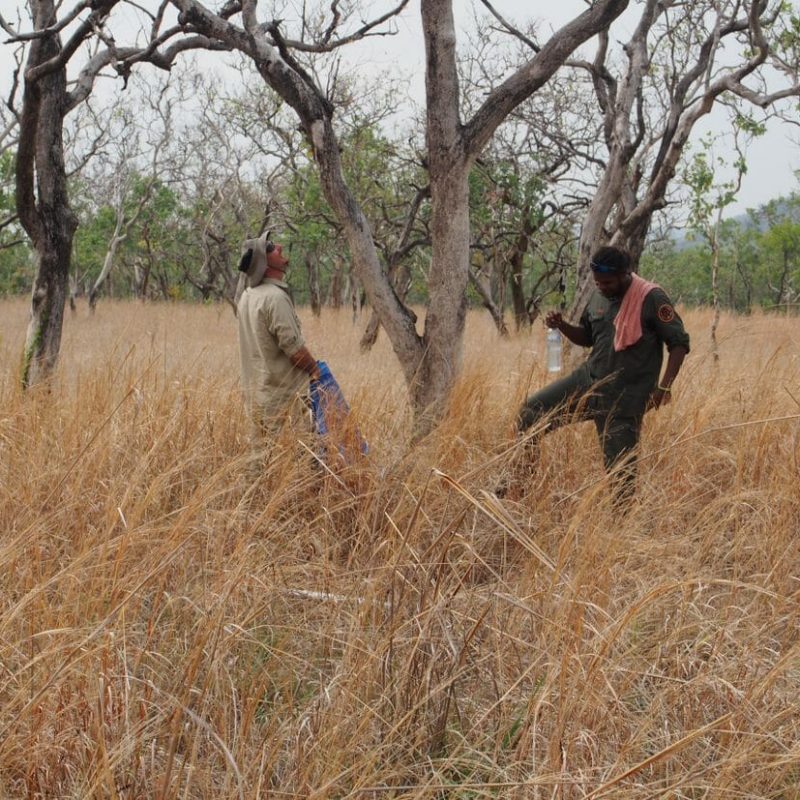 Seed collecting in Kakadu (Image: Tom North)