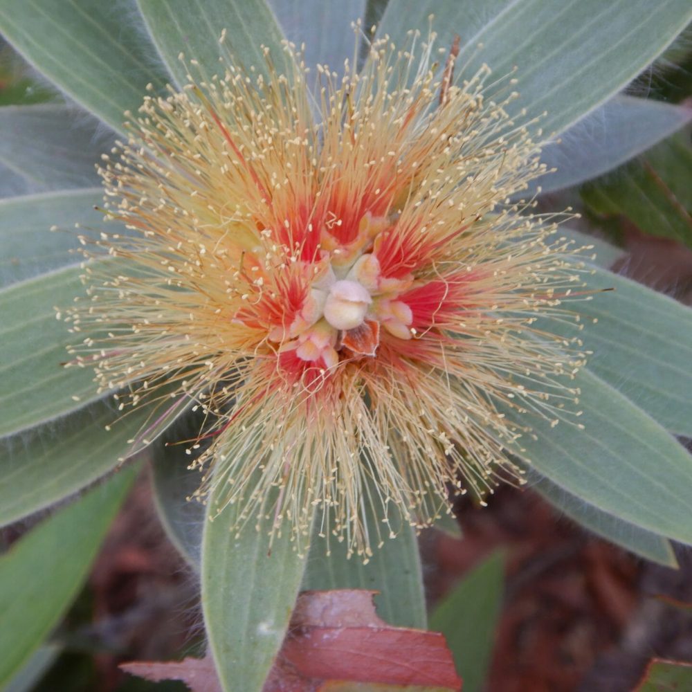 Melaleuca triumphalis flowers. Credit: Marjorie King