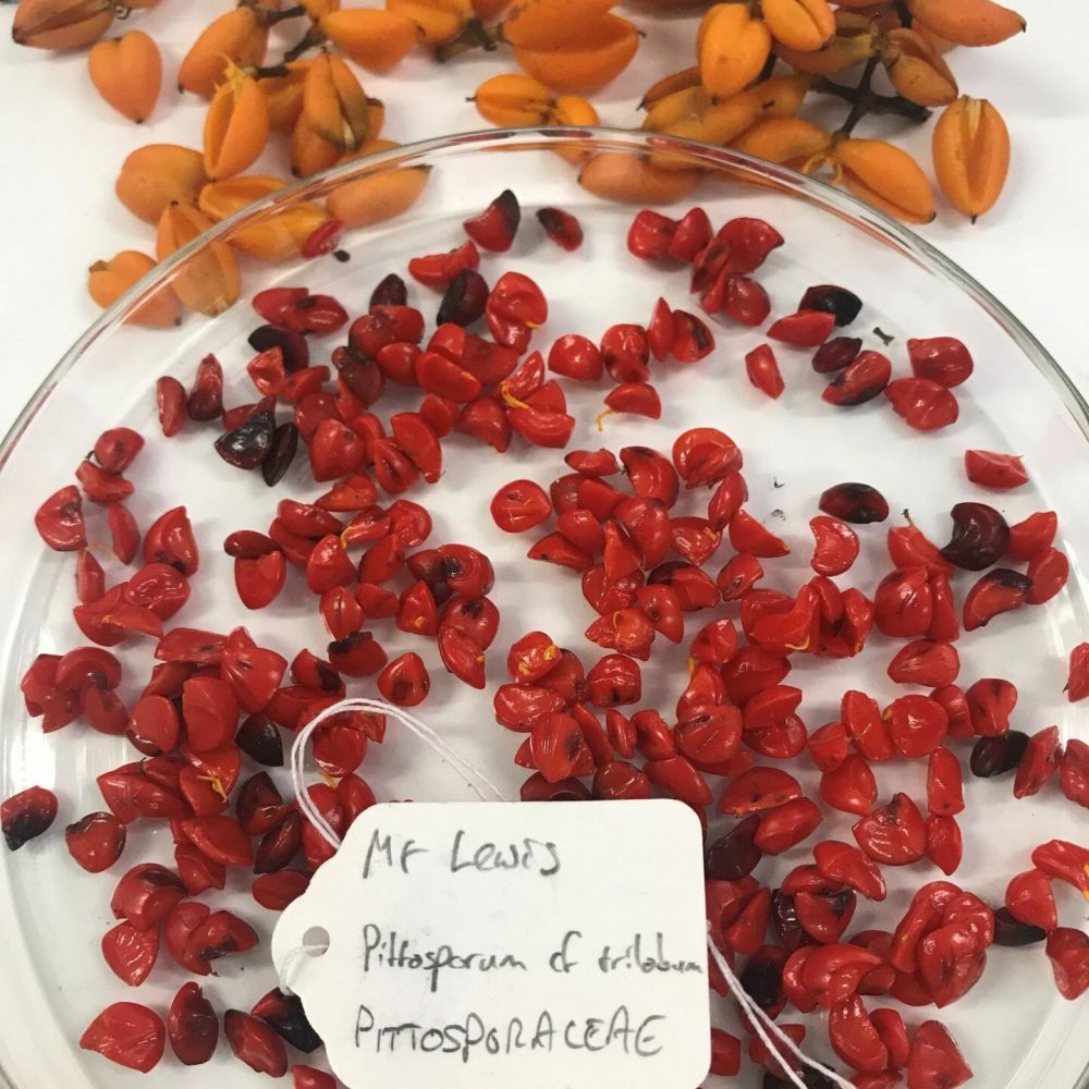 Pittosporum trilobum collected on Mt Lewis in the Wet Tropics bioregion of north-eastern Queensland (Image: Gemma Hoyle)