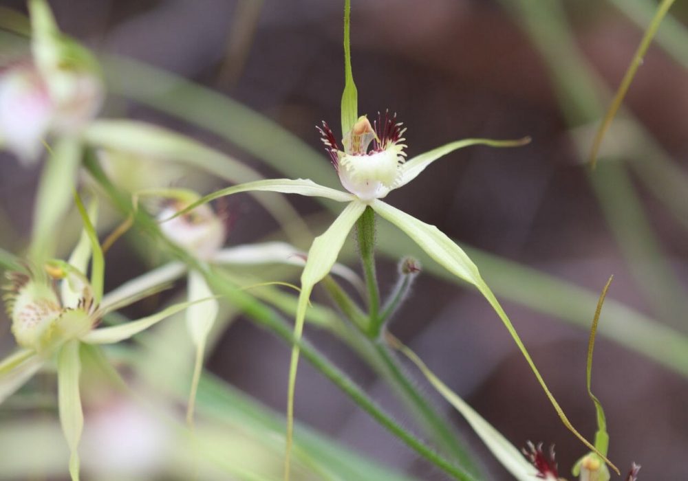 Caladenia busselliana flower