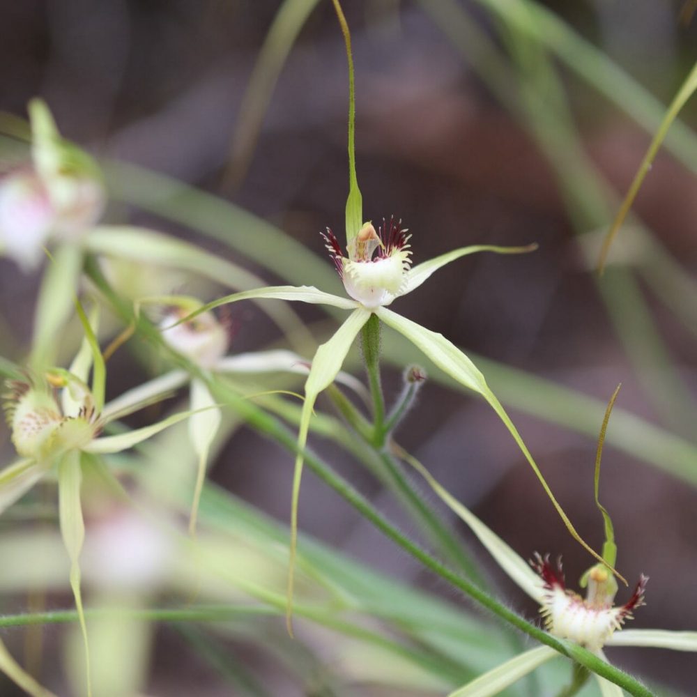 Caladenia busselliana flower