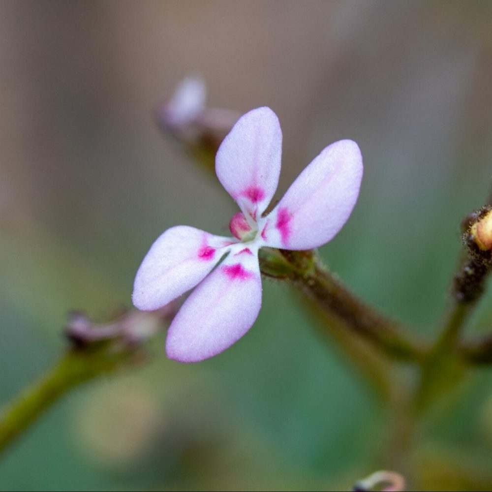 Stylidium amabile is a  target species for this project